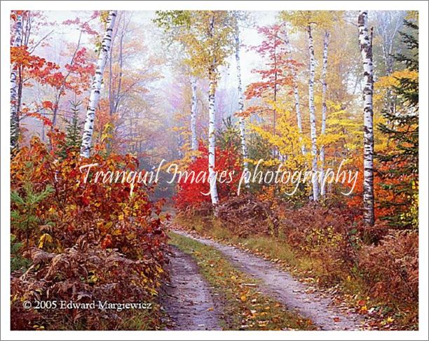 450189----Trail  to Halfmoon Lake in Hiawatha National Forest. View 1